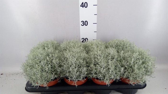 <h4>Leucophyta brownii 'Whimsy Silv'</h4>