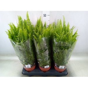 Nephrolepis exal. 'Green Lady'