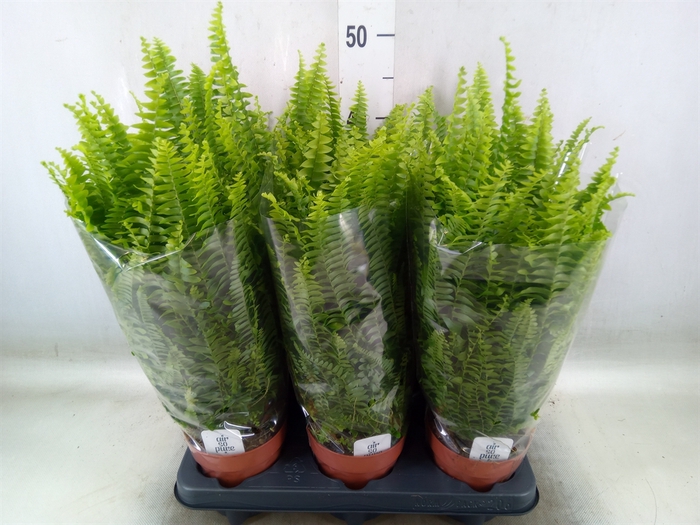 <h4>Nephrolepis exal. 'Green Lady'</h4>