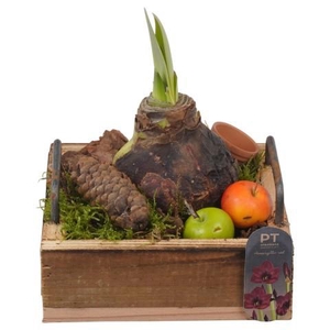 PTAA8846 Arrangement Amaryllis in houten plateau