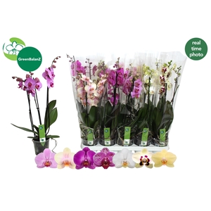 PHAL GEM 7 KL