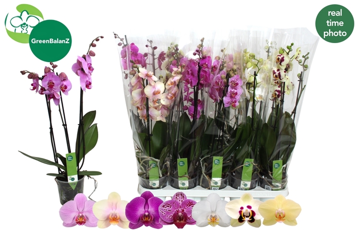 <h4>PHAL GEM 7 KL</h4>
