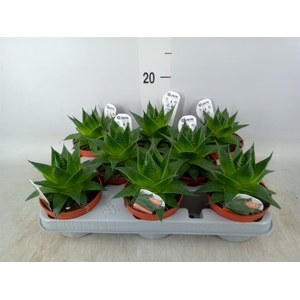 Aloe aristata 'Cosmo'