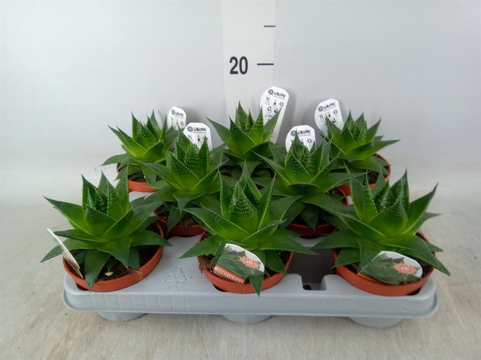 <h4>Aloe aristata 'Cosmo'</h4>