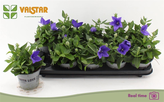 <h4>Platycodon grandiflorus 'Astra Blue'</h4>
