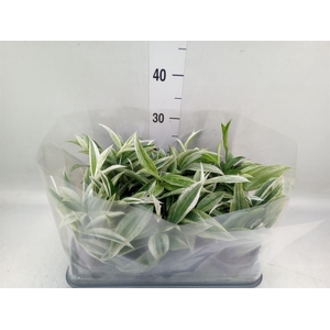 Dracaena