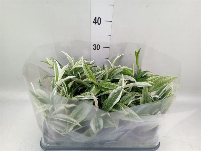 <h4>Dracaena</h4>