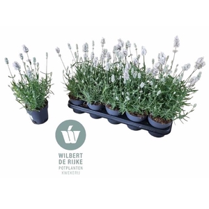 LAVANDULA VIENCO WHITE P12