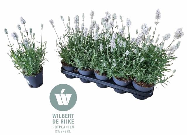 <h4>LAVANDULA VIENCO WHITE P12</h4>