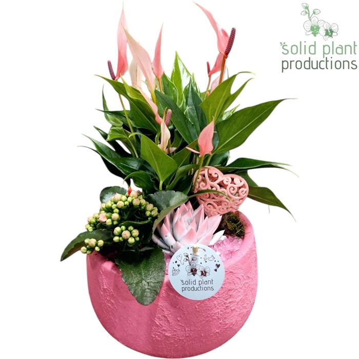 <h4>AE033 Esra Pink Small Love</h4>
