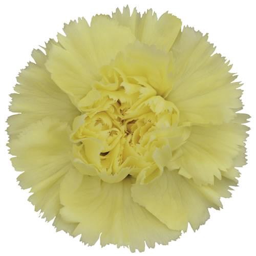 <h4>Dianthus St Ilias</h4>