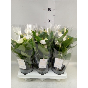 Anthurium andr. 'Cocos'