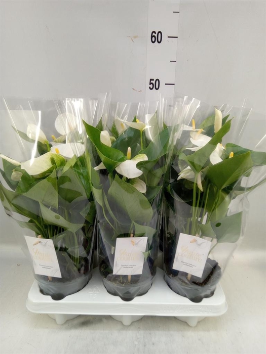 <h4>Anthurium andr. 'Cocos'</h4>