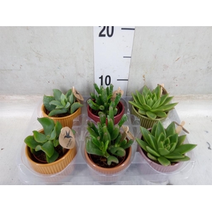 Succulents   ...mix 3