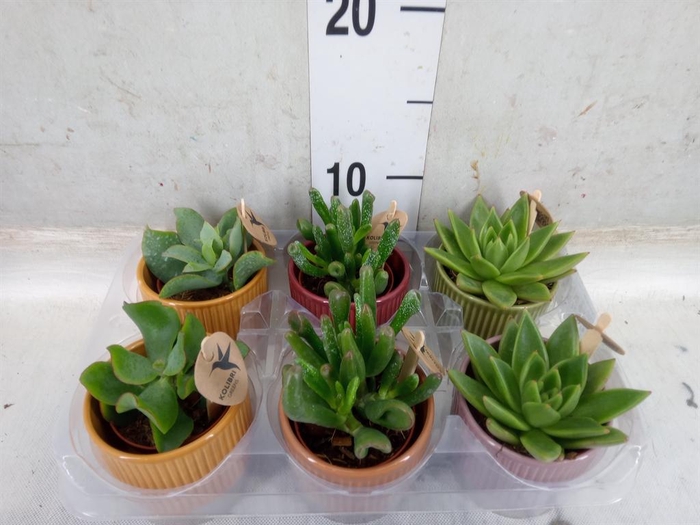 <h4>Succulents   ...mix 3</h4>