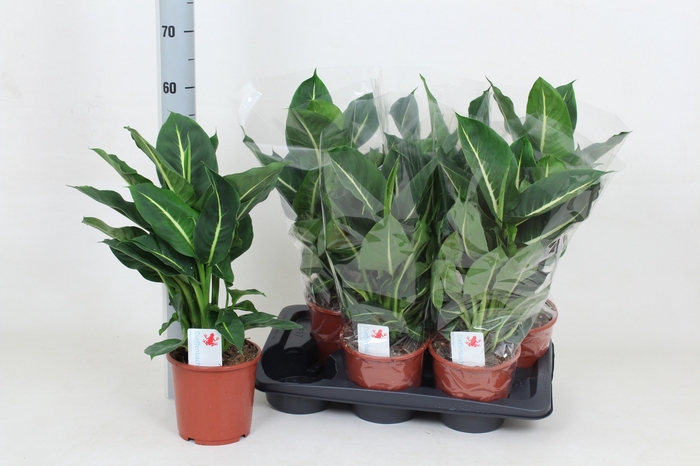 <h4>DIEFF GREEN MAGIC</h4>