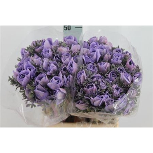 Anemone Poeder Milka