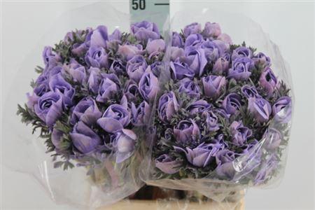<h4>Anemone Poeder Milka</h4>