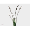 Crocosmia Bes Babylon