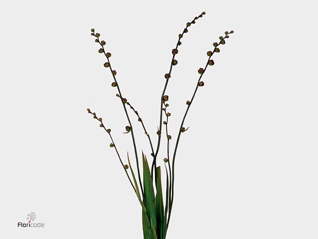 Crocosmia Bes Babylon
