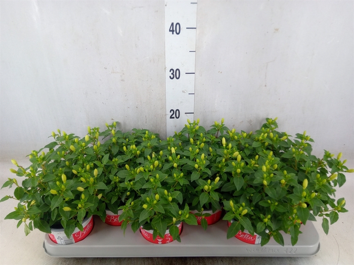 <h4>Fuchsia  'Bella Fuchsia Sophia'</h4>