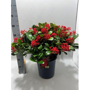 Skimmia jap. 'Veitchii'