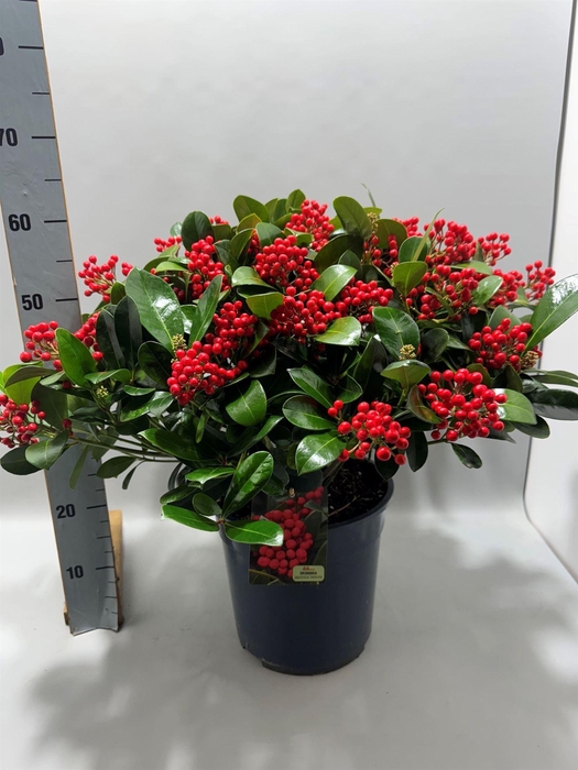 <h4>Skimmia jap. 'Veitchii'</h4>