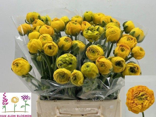 <h4>RAN AAZUR YELLOW</h4>