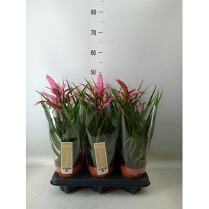 Tillandsia  'Camina'