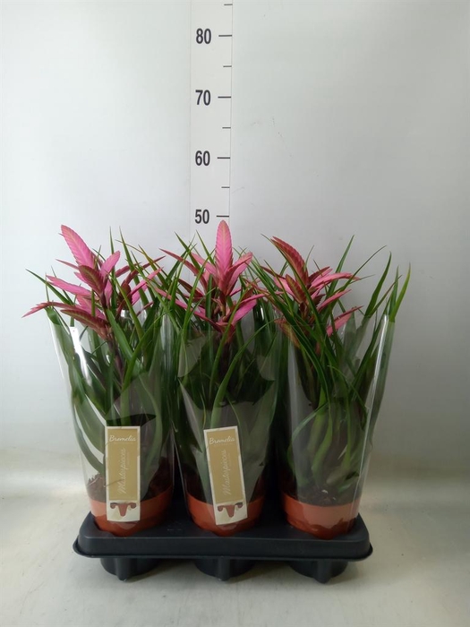 <h4>Tillandsia  'Camina'</h4>