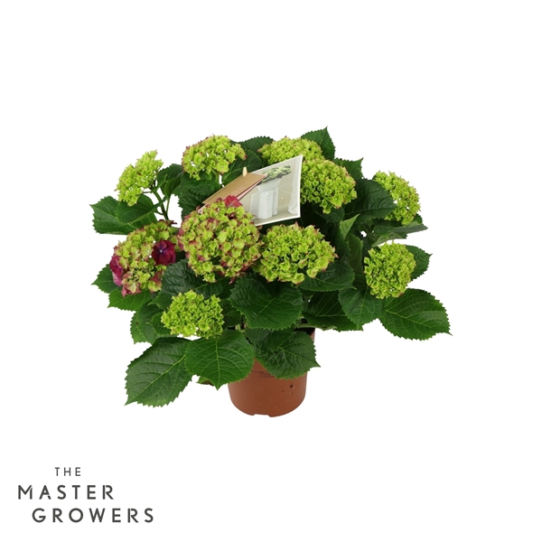 <h4>Hydrangea Hi Fire Lila 9/10 flowers</h4>