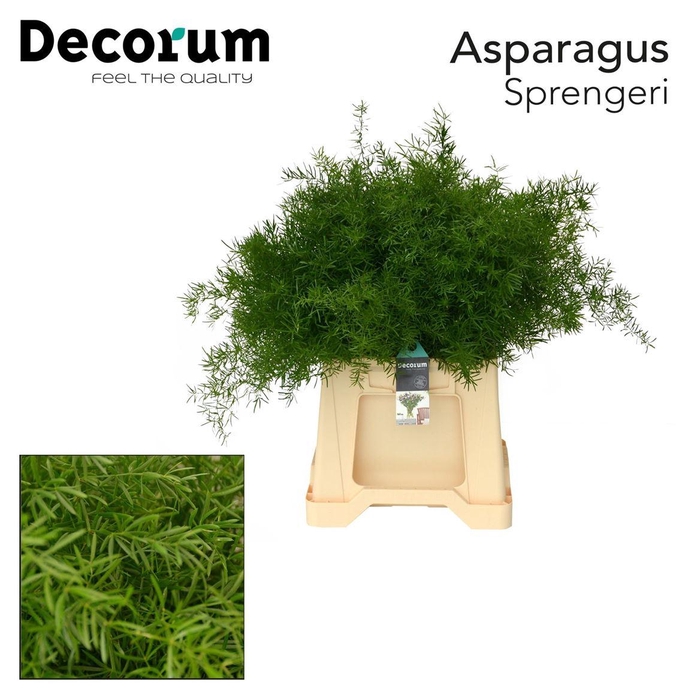 <h4>Asparagus densiflorus 'Sprengeri'</h4>