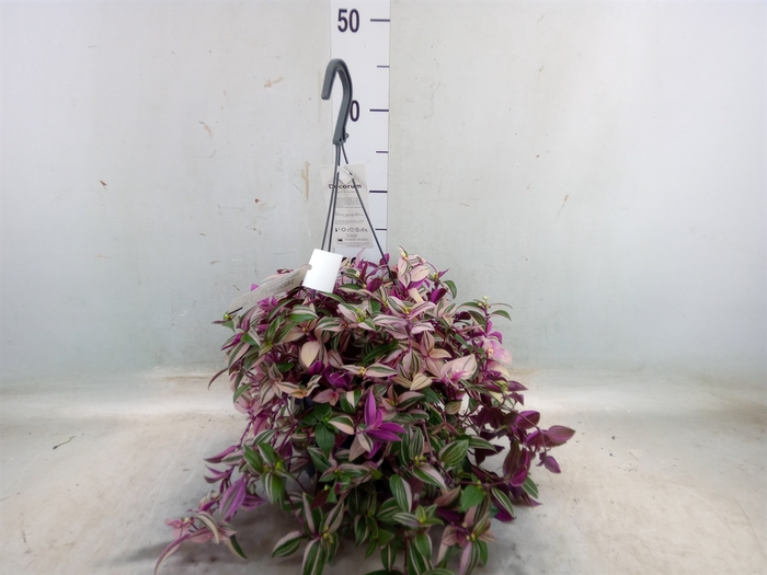 <h4>Tradescantia flum. 'Quadricolor'</h4>