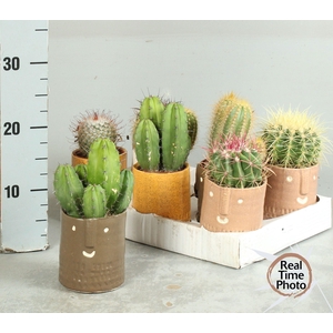CACTUS GEM