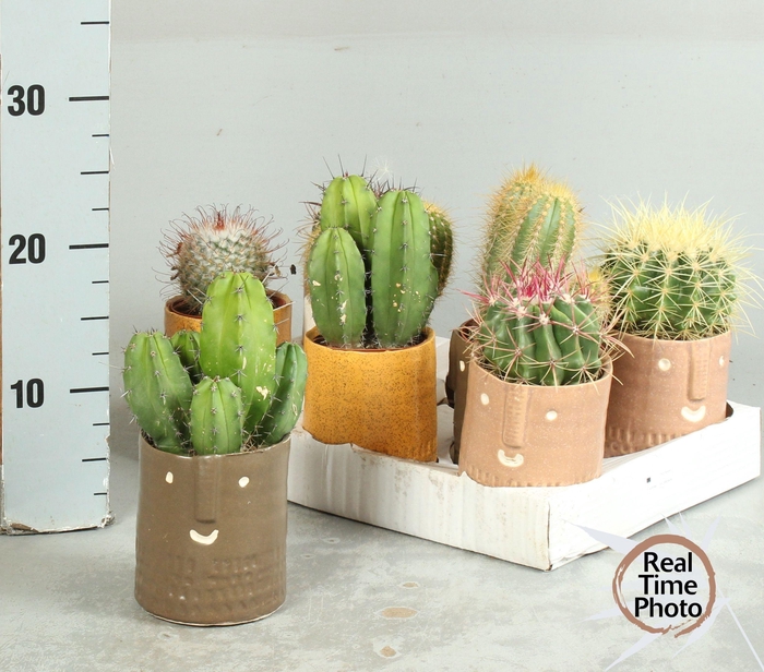 <h4>CACTUS GEM</h4>
