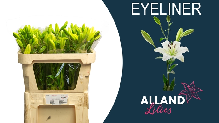 <h4>LI LA EYELINER</h4>