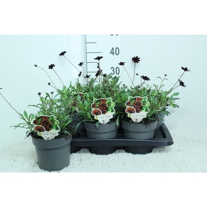 Cosmos atrosang.