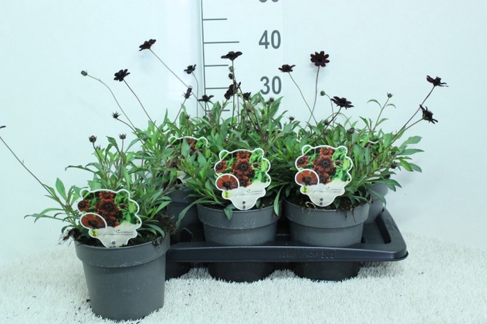 <h4>Cosmos atrosang.</h4>