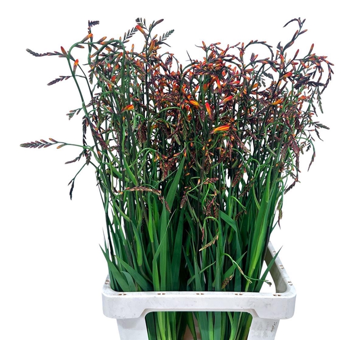 <h4>Crocos Lucifer</h4>