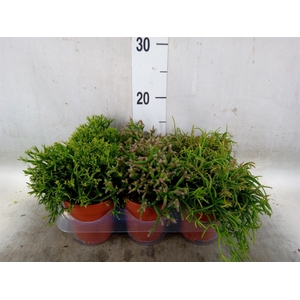 Rhipsalis   ...mix