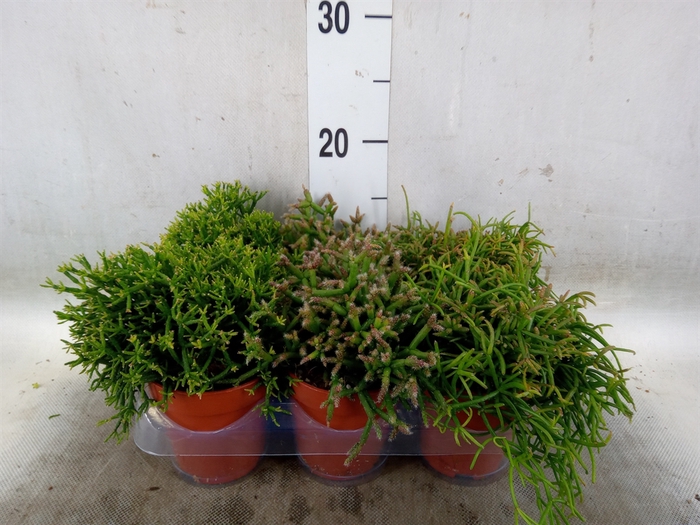 <h4>Rhipsalis   ...mix</h4>