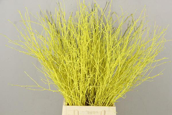 Betula Bs Yellow Fst