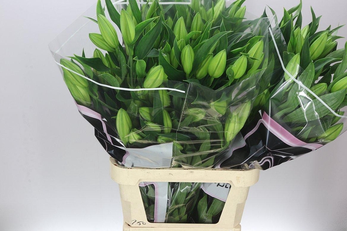 <h4>Lil Or Santander Ex</h4>