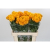 Tagetes Marigold Promise Orange