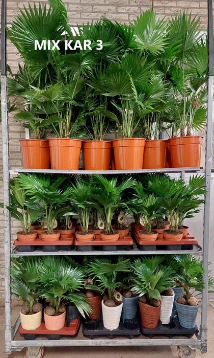 <h4>Livistona mixkar 3</h4>