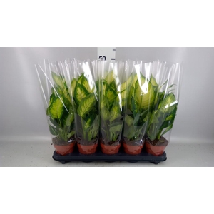 Dieffenbachia  'Camilla'