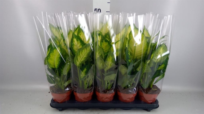 <h4>Dieffenbachia  'Camilla'</h4>