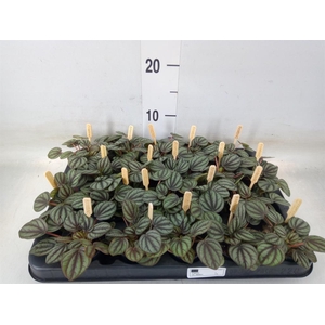 Peperomia albov. 'Piccolo Banda'