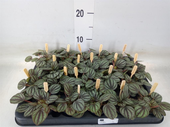 <h4>Peperomia albov. 'Piccolo Banda'</h4>