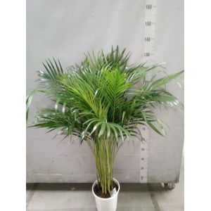 Dypsis lutescens   ...Chrysalidoca